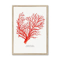 Coral Wall Art Print (Red Coral No 1) - Framed - Coral Painting by Beach House Art