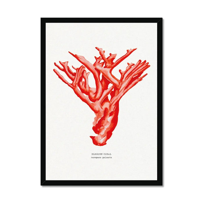 Hand painted Coral art Print (Red Coral No 4) - Framed