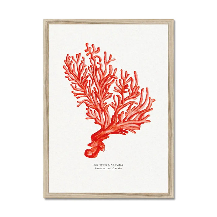 Coral Watercolour Print (Red Coral No 5) - Framed