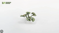 GamersGrass Laser Plants - Bugloss GamersGrass