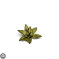 Laser Plants - Dumb Cane Laser Plants Gamers Grass