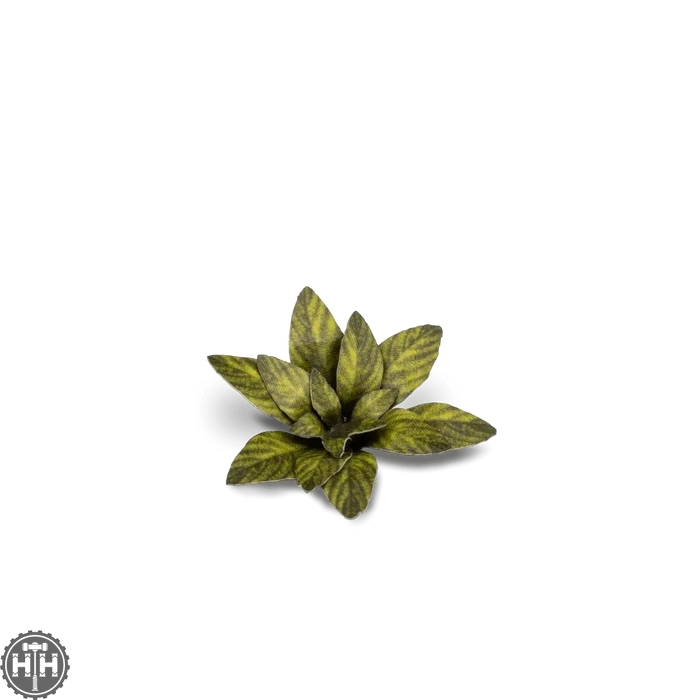 Laser Plants - Dumb Cane Laser Plants Gamers Grass