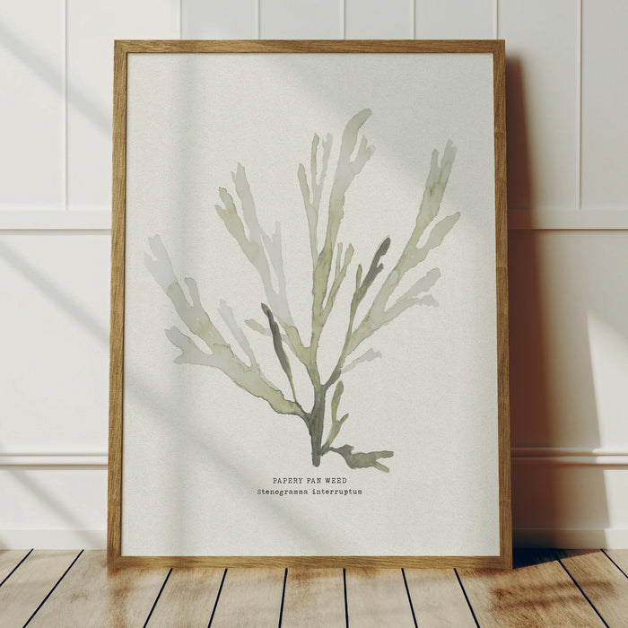 Framed seaweed painting of a papery fan weed in green - framed with a natural wood frame.