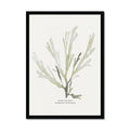 Framed art print of green seaweed against a white background, with a black frame.