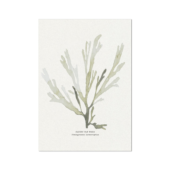 A framed art print of green seaweed on a neutral background, with the label 'Papery Fan Weed' and the artist's signature.
