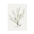 A framed art print of green seaweed on a neutral background, with the label 'Papery Fan Weed' and the artist's signature.