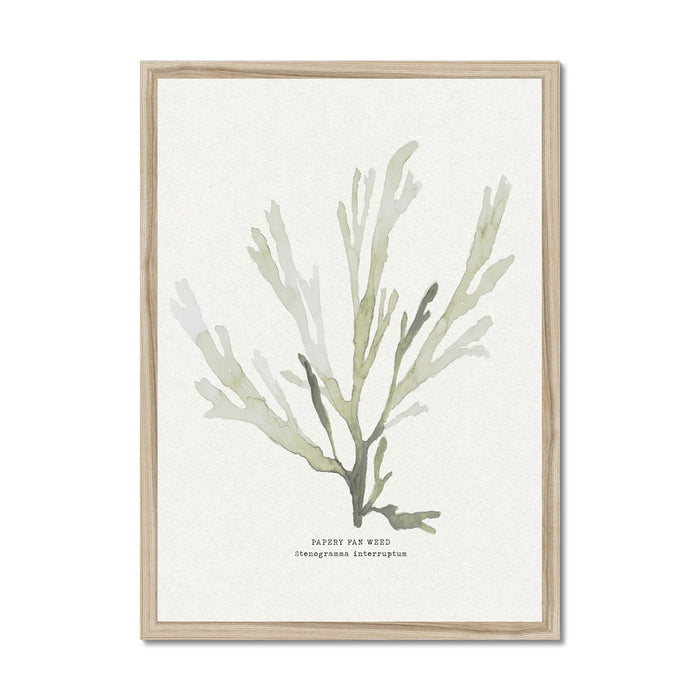 Framed art print of green seaweed, papery fan weed, on a neutral background, with the artist's signature at the bottom.