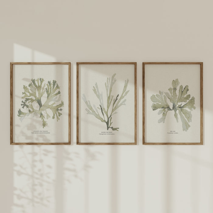 A set of 3 green painted seaweed prints framed and hung on a white wall.