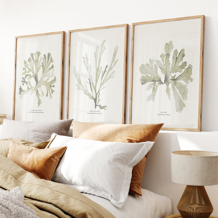 Set of three seaweed art prints in bedroom above bed head. Seaweed paintings in coastal bedroom.
