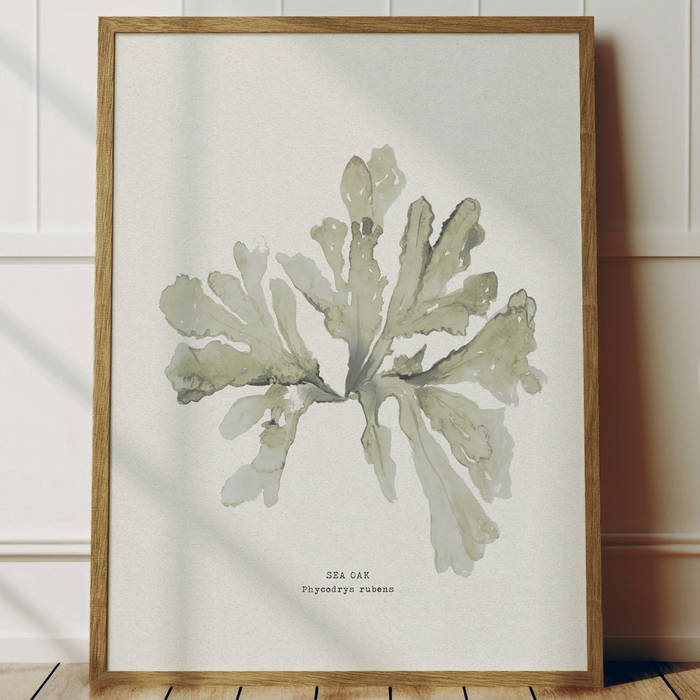 Framed Green Sea Oak seaweed art print, botanical watercolour wall art in muted green