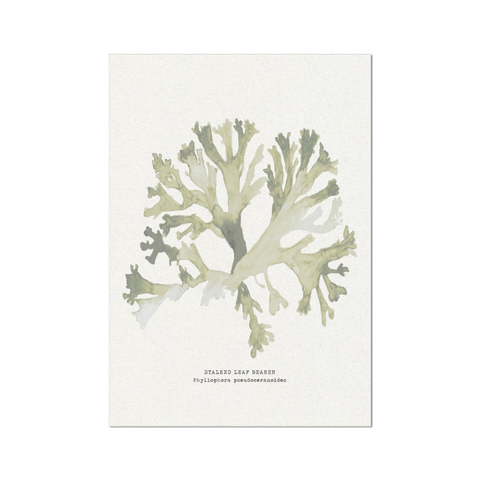 A watercolor art print of green seaweed with a beige background, labeled 'Stalked Leaf Bearer'.
