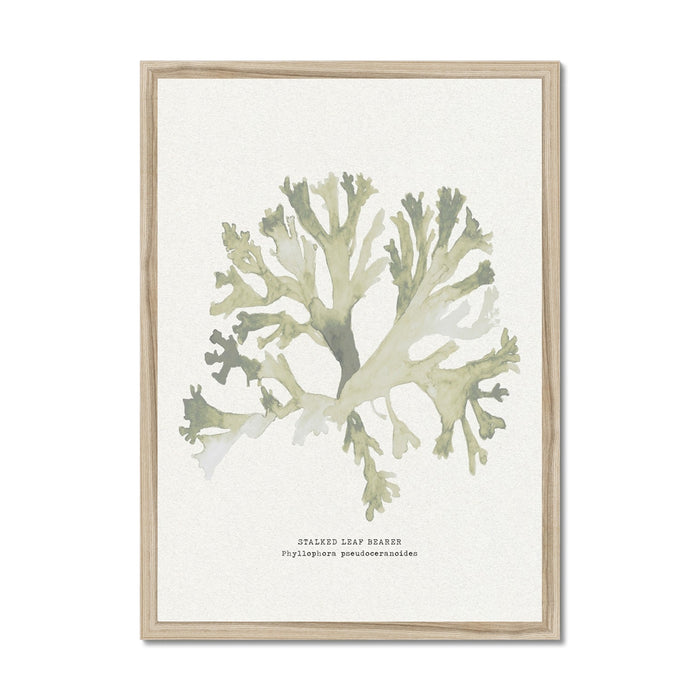Framed art print of green seaweed against a white background, with a wooden frame.