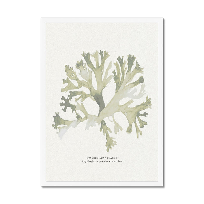 Framed art print of green seaweed against a white background, with a white frame.