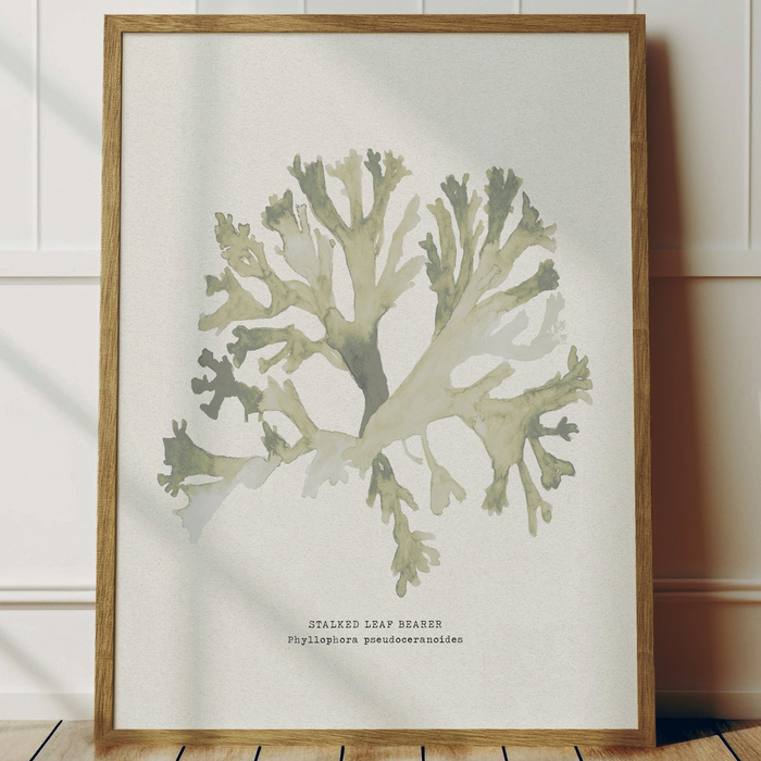 Art print of green seaweed with a beige background, labeled 'Stalked Leaf Bearer'.