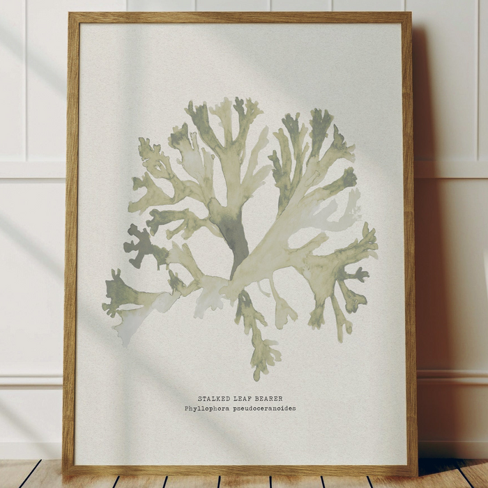 Green Seaweed Art Print | Stalked Leaf Bearer | Botanical Wall Art - Framed