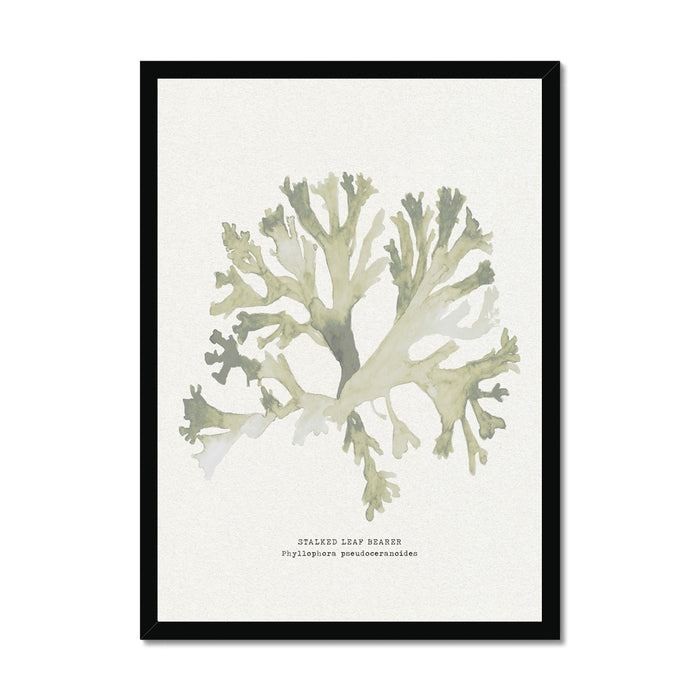 Framed art print of green seaweed against a white background, with a black frame.