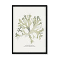 Framed art print of green seaweed against a white background, with a black frame.