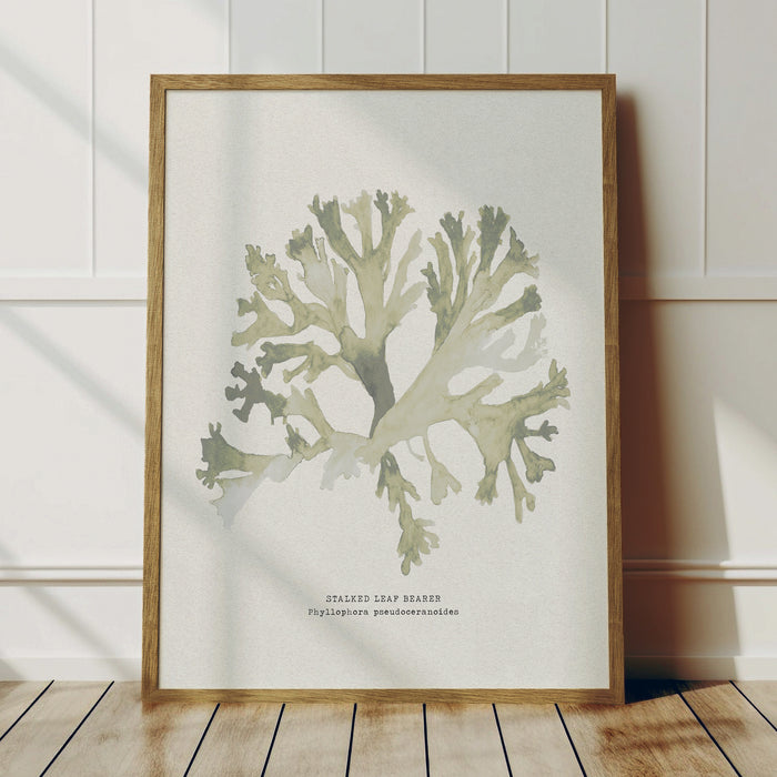 Green seaweed painting of a Stalked Leaf Bearer, botanical seaweed art print on vintage style paper.