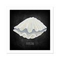 shell art print of a fluted clam on black background