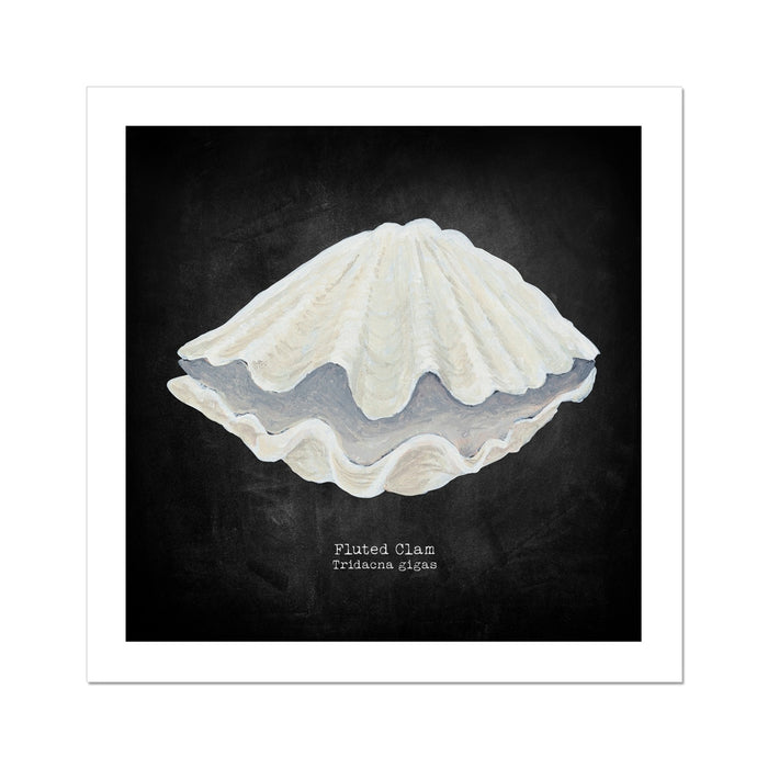shell art print of a fluted clam on black background