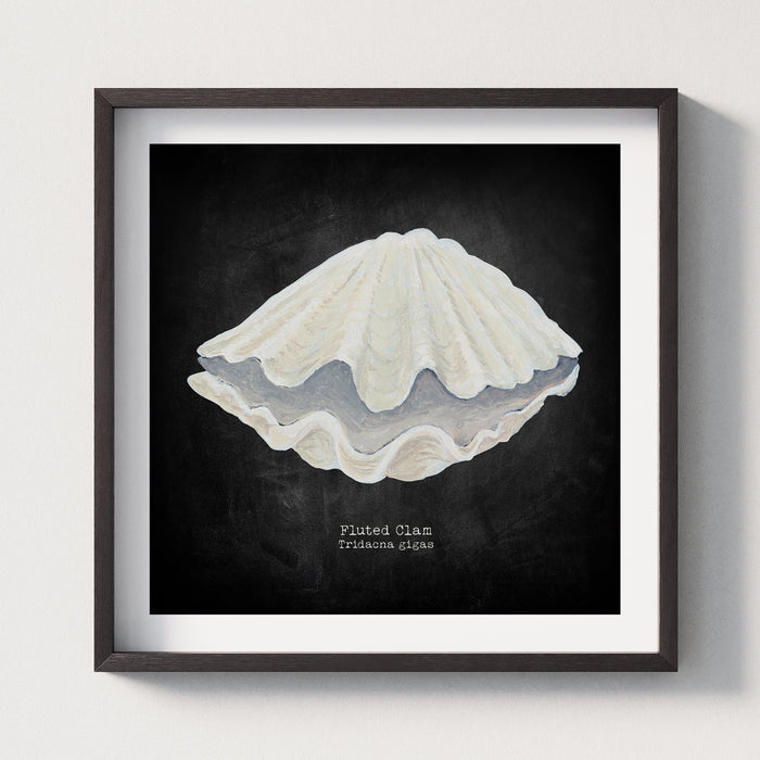 Framed artwork of a fluted clam shell on a black background