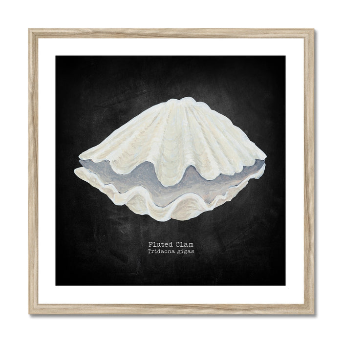 Framed artwork of a fluted clam shell on a black background