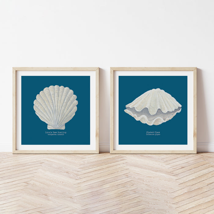 Set of two framed shell art prints on blue background