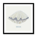 A framed art print of a hand-painted Fluted Giant Clam shell, with a neutral background, placed in a wooden frame.