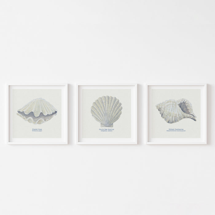 A set of 3 framed shell art prints on whte wall.