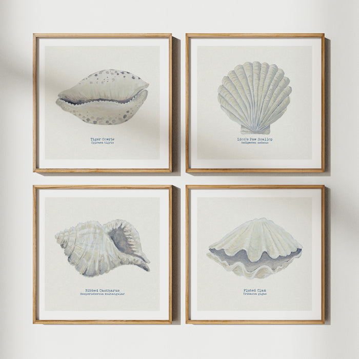 A set of shell art prints on white wall of shell paintings.