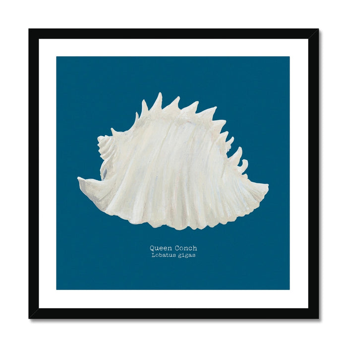 Framed art print of a hand-painted Queen Conch shell on a marine blue background.
