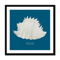 Framed art print of a hand-painted Queen Conch shell on a marine blue background.