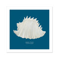 A hand-painted art print of a Queen Conch shell with a marine blue background, presented in a square format with a white border.