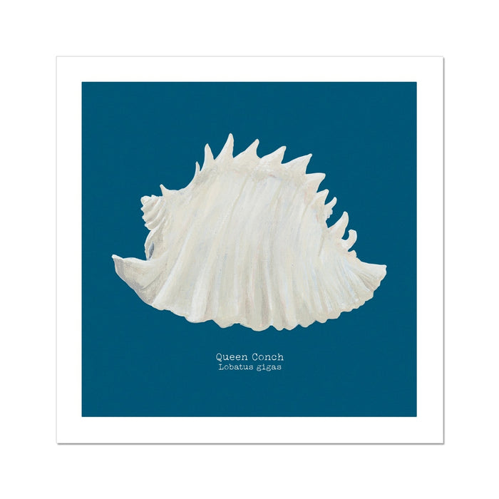A hand-painted art print of a Queen Conch shell with a marine blue background, presented in a square format with a white border.