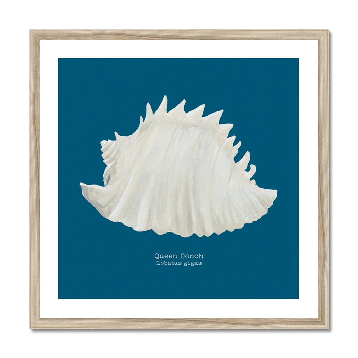 Framed art print of a hand-painted Queen Conch shell on a marine blue background.