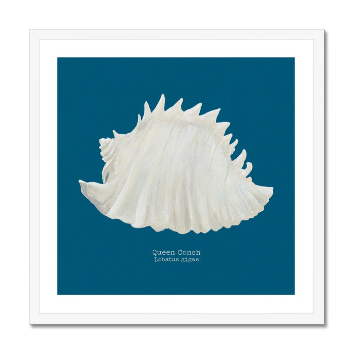 Framed art print of a hand-painted Queen Conch shell on a marine blue background.