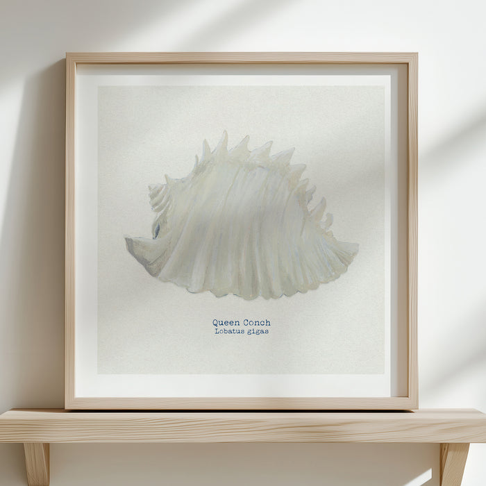 Hand-painted Conch Shell Art Print framed on shelf with natural background.