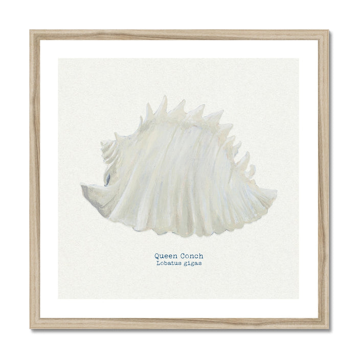 Framed art print of a hand-painted Queen Conch shell with a natural white background.
