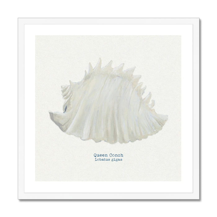 Framed art print of a hand-painted Queen Conch shell with a natural white background.