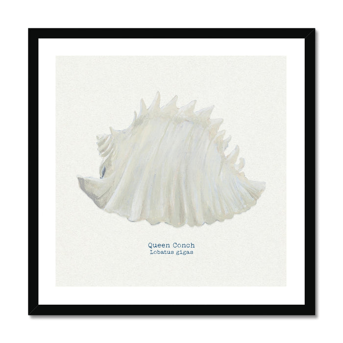 Framed art print of a hand-painted Queen Conch shell with a natural white background.