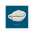 A hand-painted art print of a Tiger Cowrie shell with a marine blue background, presented in a square format.