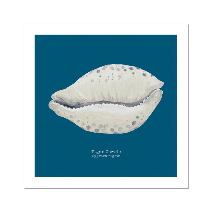 A hand-painted art print of a Tiger Cowrie shell with a marine blue background, presented in a square format.