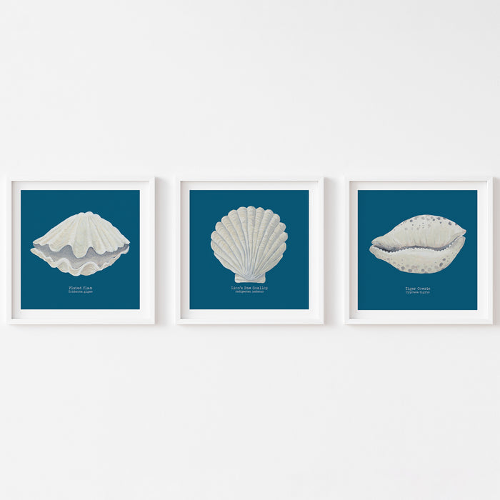 Set of 3 shell prints with blue backgrounds  on white wall. Coastal shell paintings.