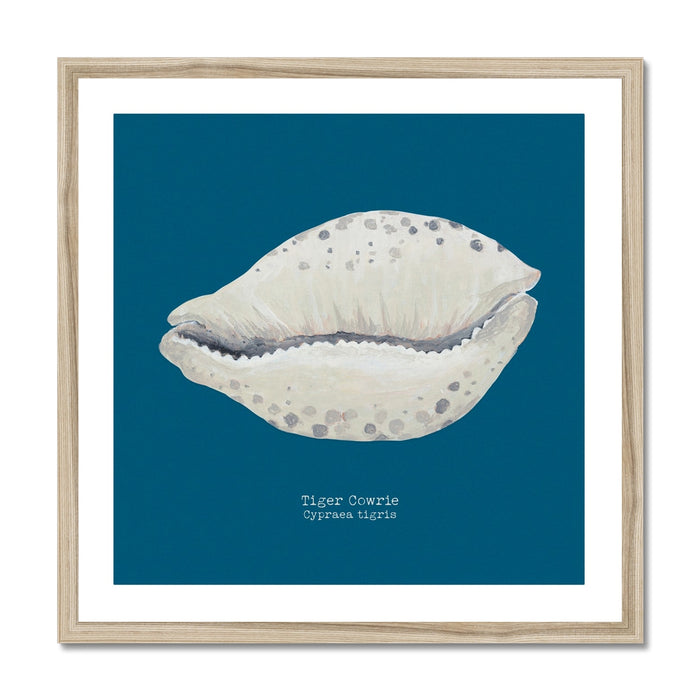 A framed art print of a hand-painted Tiger Cowrie shell on a marine blue background, with the artwork titled 'Tiger Cowrie' at the bottom.