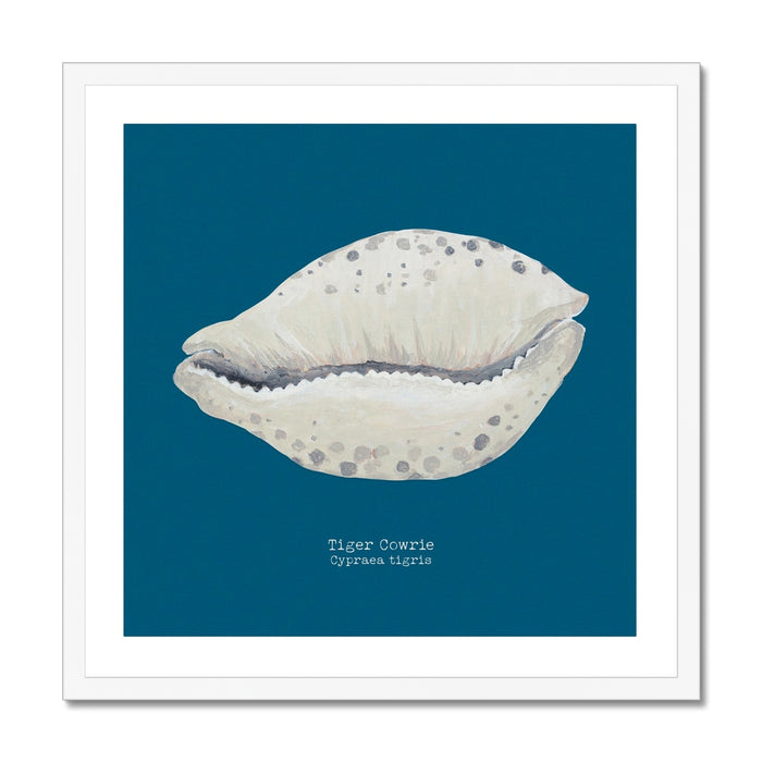 A framed art print of a hand-painted Tiger Cowrie shell on a marine blue background, with the artwork titled 'Tiger Cowrie' at the bottom.