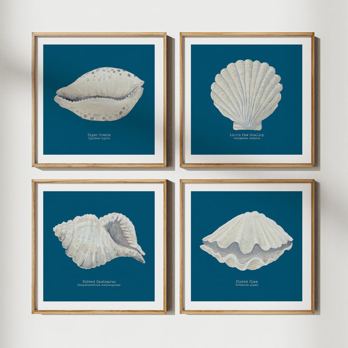 Set of 4 shell art prints framed on wall with natural wood frames.