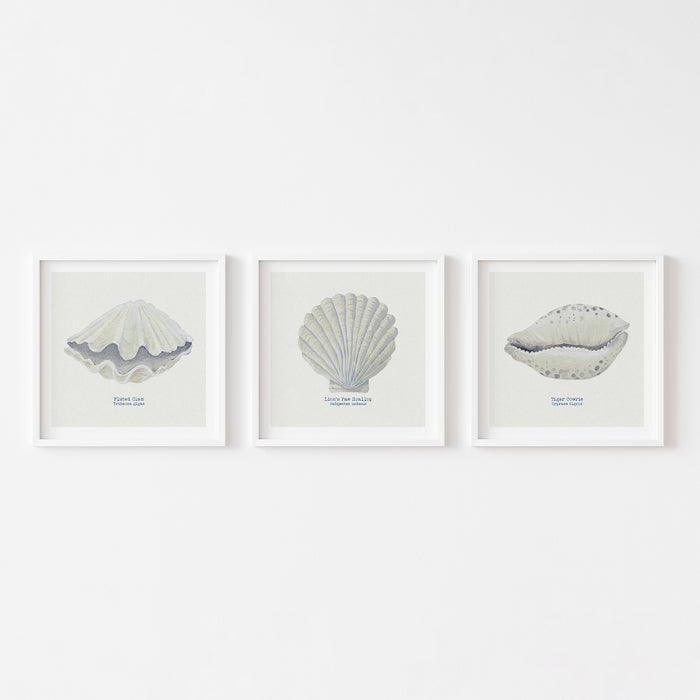 Hand-painted Cowrie Shell Art Print | Natural Background - Framed