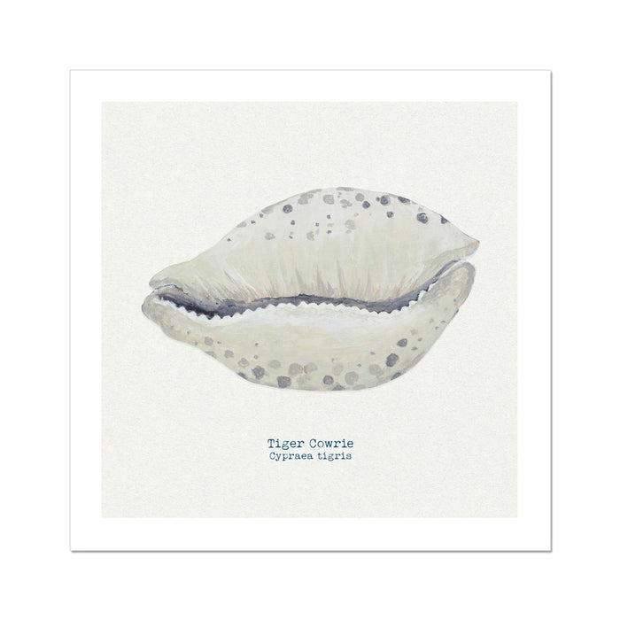 A hand-painted art print of a Tiger Cowrie shell with a natural background, displayed in a square format.