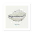 A hand-painted art print of a Tiger Cowrie shell with a natural background, displayed in a square format.