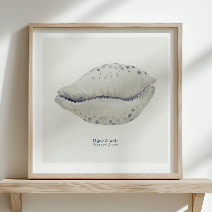 A shell art print of a cowrie shell on a natural background.